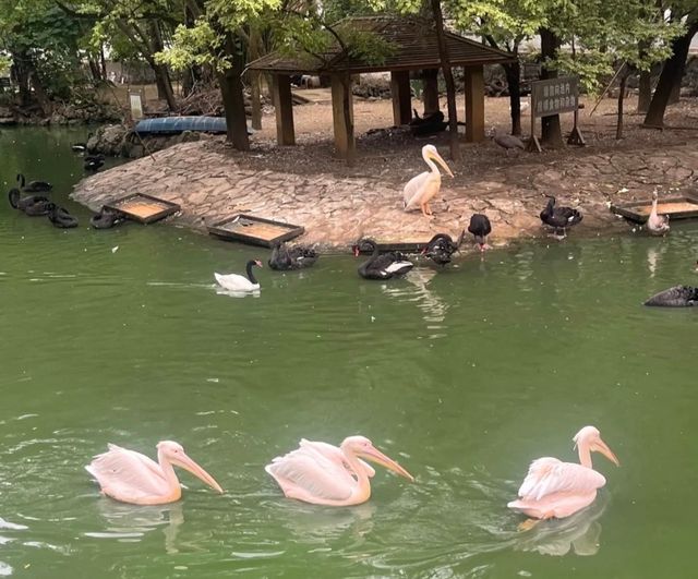 寶藏景點預警！貴陽黔靈山公園，免費看熊貓還能遇見猴哥！