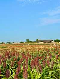 成都莫奈的花園|三聖鄉簧柏路高粱紅了。