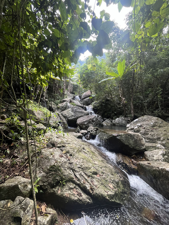 Rainforest Wonders 💚