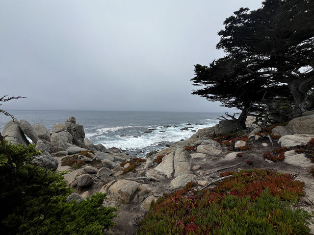 Point Lobos 州保護區。