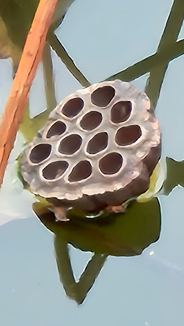 秋色暈染了豐慶公園的眉梢。