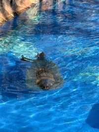 Nagoya | Visit Capybaras, but Management Says They're Gone