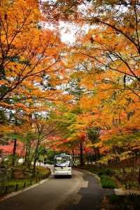 Nagoya's Higashiyama Zoo Offers Stunning Autumn Foliage