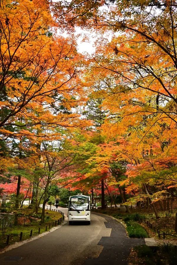 Nagoya's Higashiyama Zoo Offers Stunning Autumn Foliage