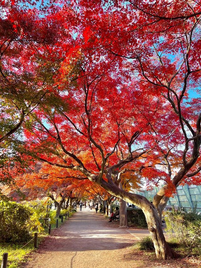 東京紅葉季｜Citywalk 賞紅葉攻略。