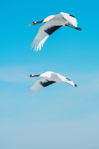 Cranes Dancing in Zhalong | A Romantic Encounter in Qiqihar
