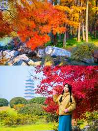 冬日奇遇！揚州瘦西湖的紅楓盛宴，美到犯規