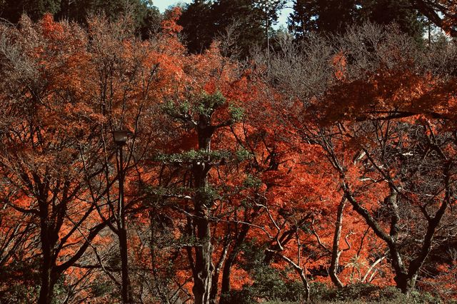 宇治|三室戶寺