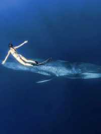 Sri Lanka Whale Watching Guide: Tips for a Flawless Experience