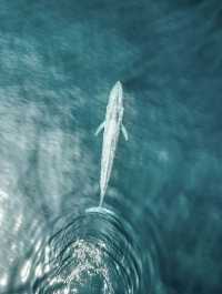 Sri Lanka Whale Watching Guide: Tips for a Flawless Experience