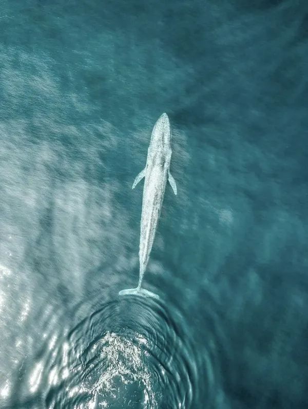 Sri Lanka Whale Watching Guide: Tips for a Flawless Experience
