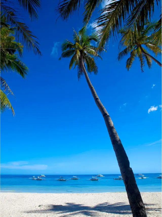 필리핀 새해맞이 6일 여행 일정 효율적으로 짜기