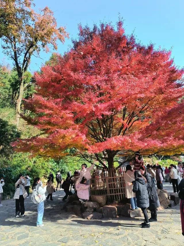 Yuelu Mountain's Maple Leaves Are Redder than February Flowers