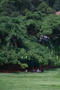 Discover the Enchanting Royal Botanical Gardens in Kandy, Sri Lanka