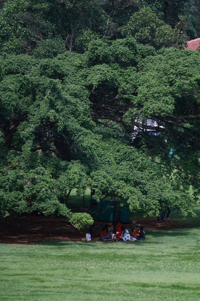 Discover the Enchanting Royal Botanical Gardens in Kandy, Sri Lanka