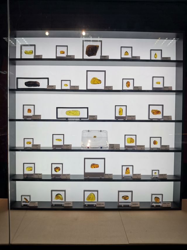 玉碗盛光——珍稀琥珀展