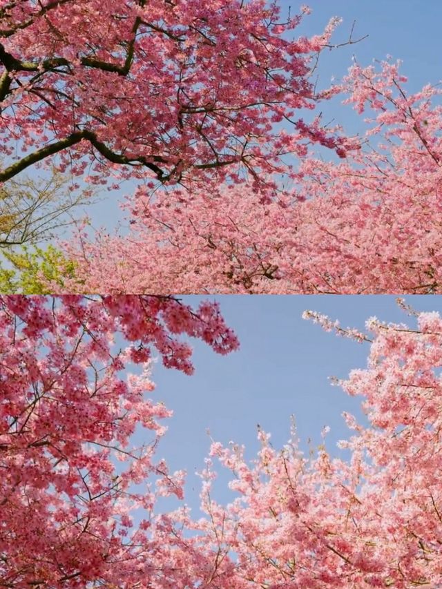 春遊記 | 《國家地理》誠不欺我，福建的春天美得讓人心醉