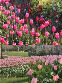 西安踏春好去處！快記低