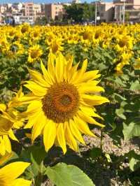 🌻 中山的金色夢境 - 王屋村向日葵花海 🌻