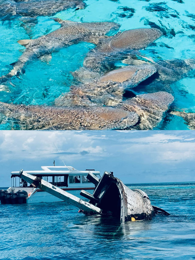 馬爾代夫馬富士島潛水愛好者的天堂