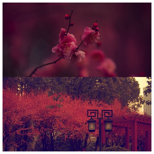 視覺與嗅覺的雙重盛宴--武漢沙湖公園梅花迎春