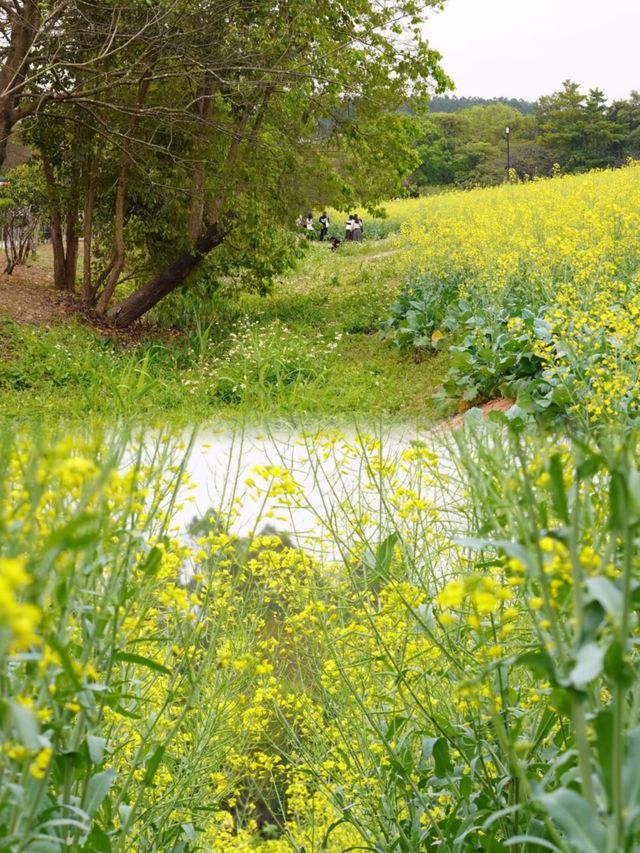 免費觀瀾版畫村油菜花進入全盛期