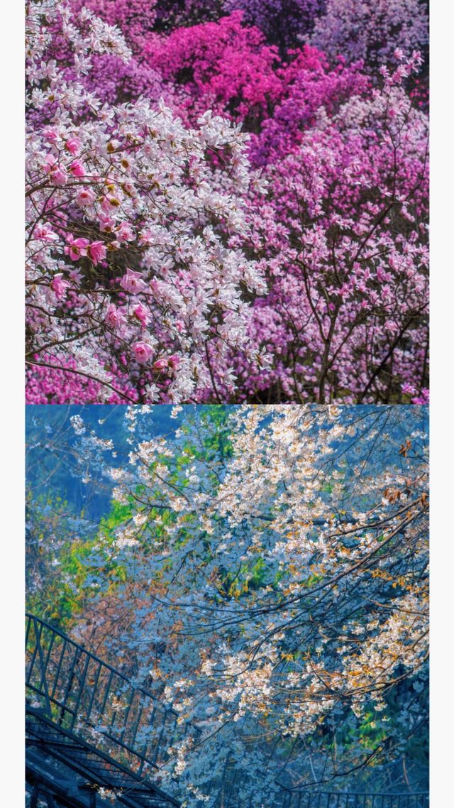 九皇山花溪辛夷花