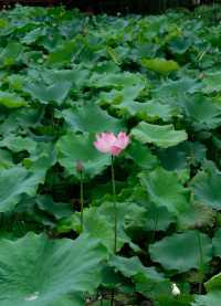 綿陽西山公園（賞花好去處）