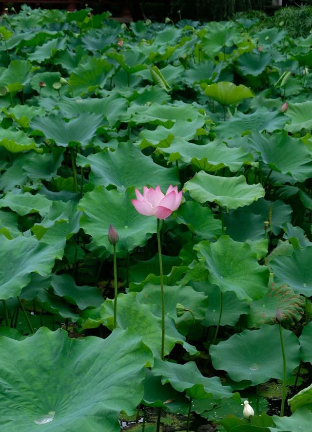 綿陽西山公園（賞花好去處）