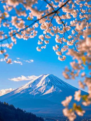 สำรวจป่าญี่ปุ่นและเพลิดเพลินกับสภาพแวดล้อมทางธรรมชาติในราคา 4K ต่อคน