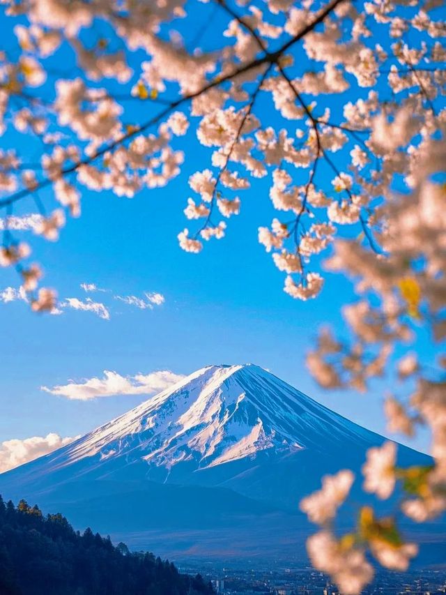 探索日本森林之旅 人均4k暢遊自然