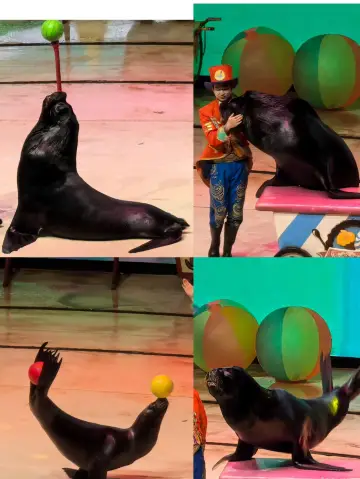 上海海昌海洋公園的攻略來啦！🫧