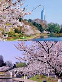 南京賞櫻好去處‖打卡避坑攻略