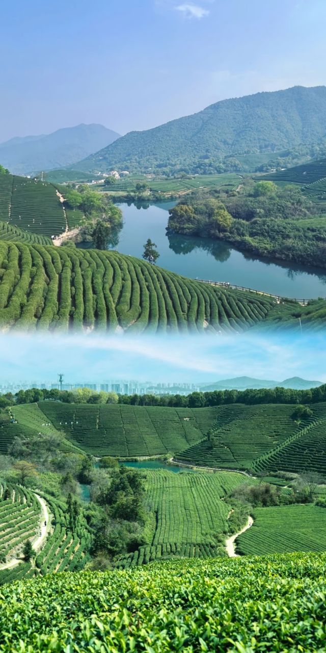 為能量低落嘅人度身訂造嘅茶園療癒路線