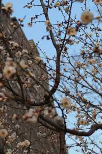 明城牆遺址公園，賞花正當時！