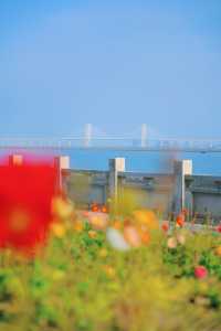 泉州濱海公園虞美人花海：現狀痛心