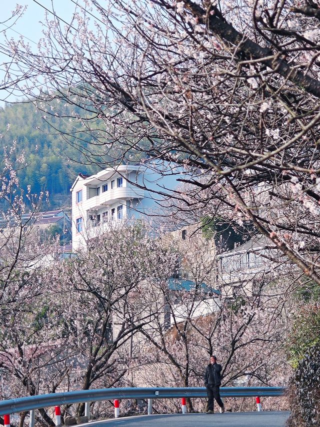 花期只有1週，錯過等一年