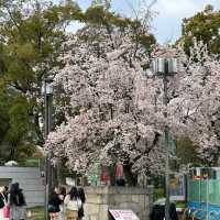 🌸大阪城邂逅櫻花浪漫，森之宮站的限定美景