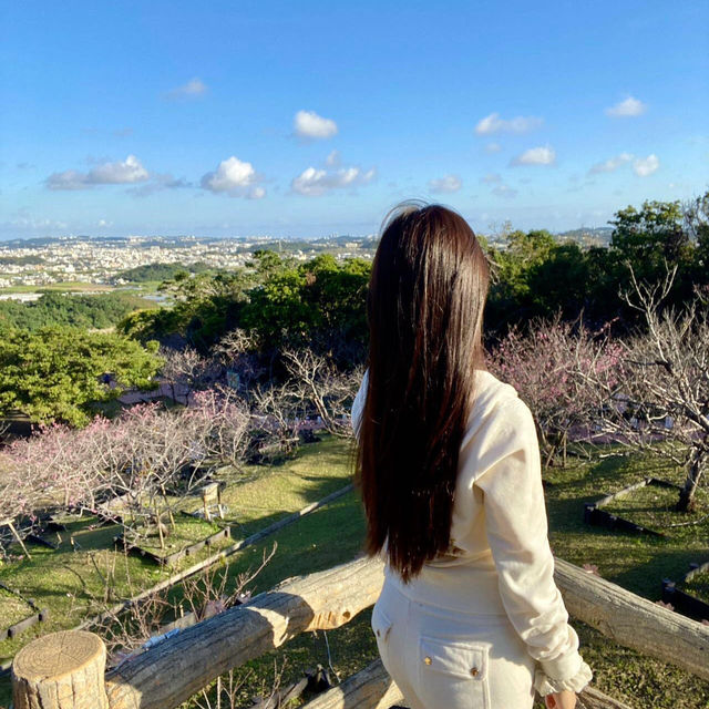 沖繩首波浪漫🌸 八重瀨公園的春日驚喜