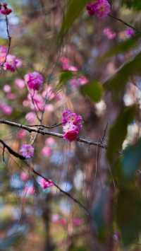 春日追花記