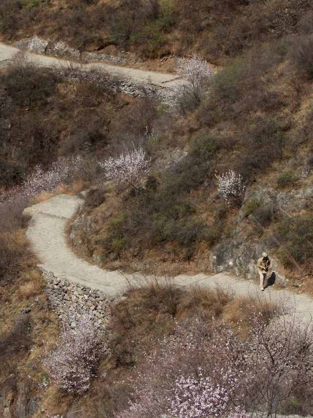 新密徐霞客古道 | 千年行旅遇上杏花海