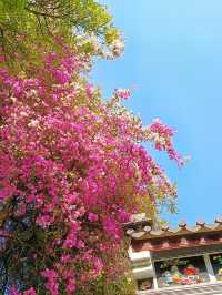春分賞花才是正經事