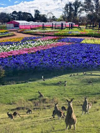 ### Canberra | The Underrated "Cool Capital"