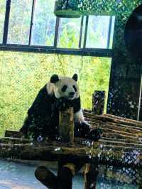 上海野生動物園：與動物共度難忘時光