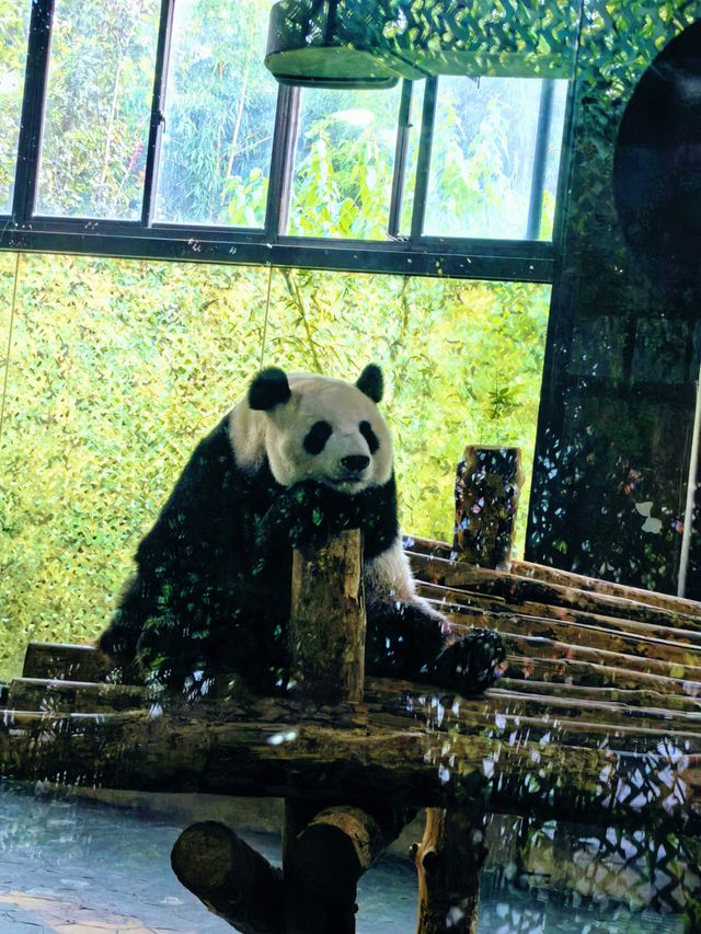 上海野生動物園：與動物共度難忘時光