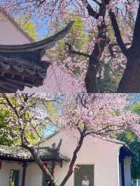 3.23實況，紫竹院杏梅真係好靚🌸