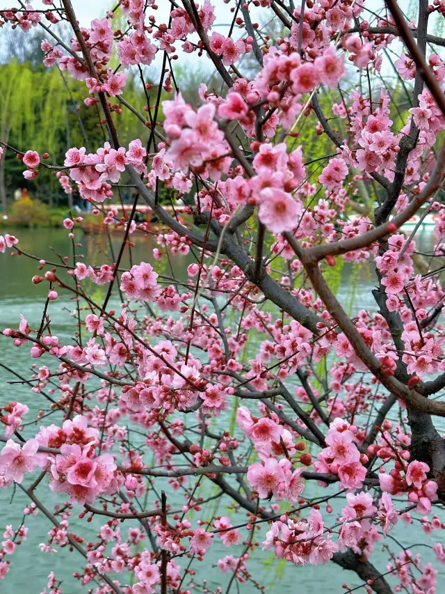 "Strolling Through Caiyi Street in Yangzhou This Spring, Seeking the Charm of Peach Blossoms"