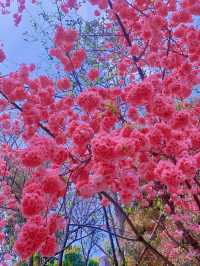 昆明圓通山櫻花季 賞櫻最強攻略