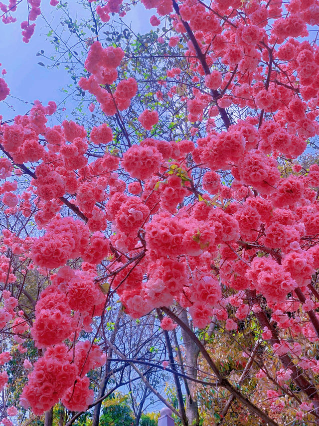 昆明圓通山櫻花季 賞櫻最強攻略