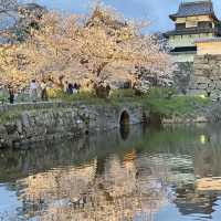 福岡限定🌸3.28舞鶴公園櫻花直擊